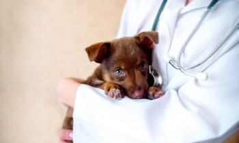 vet examines a puppy in the hospital.