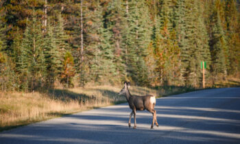 Young brown Deer crossing on the road in the forest